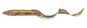 GUMA SAVAGE GEAR 3D REAL EEL 30cm/56g - GREEN LAMPREY