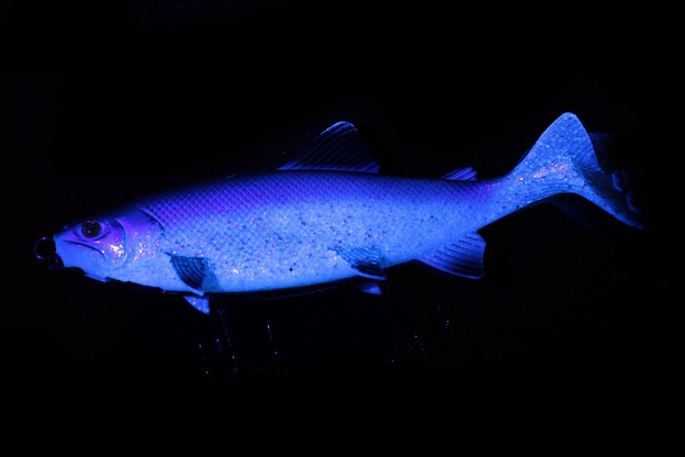 NRE - FOX RAGE GUMA SHALLOW TROUT REPLICANT - SILVER BLEAK UV