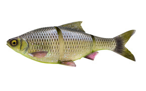 GUMA SAVAGE GEAR 3D LINE THRU ROACH SS 32cm/420g - HUGO