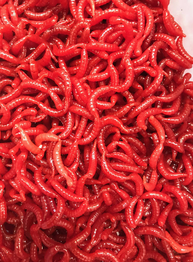 SZTUCZNA PRZYNĘTA JENZI TASTY GUMS TYP 4 - LARWA