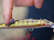 ATRAKTOR DO PRZYNĘT W ŻELU SPRO SMELL GEL - CRAB UV