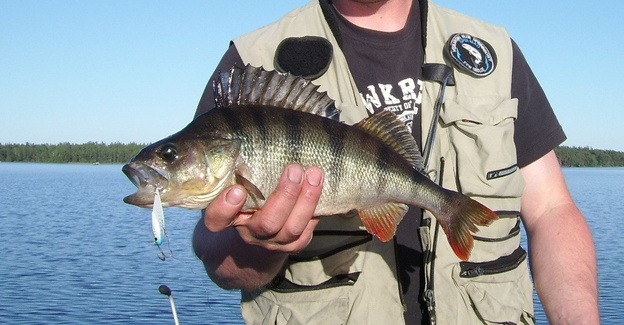 CYKADA SPINMAD AMAZONKA 4g