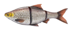 GUMA SAVAGE GEAR 4D LINE THRU ROACH S 32cm/445g - SILVER BREAM GHOST