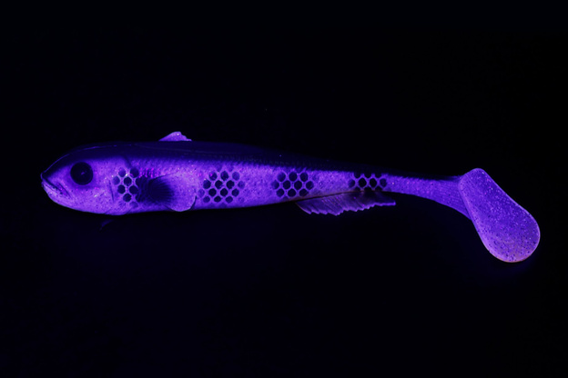 GUMA SAVAGE GEAR 3D GOBY SHAD 1szt - SILVER GOBY UV