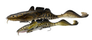 PRZYNĘTA SAVAGE GEAR 3D BURBOT SHALLOW - GOLD BURBOT UV