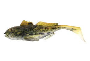 GUMA WESTIN GUNNAR THE GOBY - BLACK MOUTH