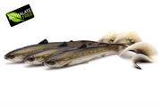 GUMA WESTIN BULLTEEZ CURLTAIL - NATURAL PIKE