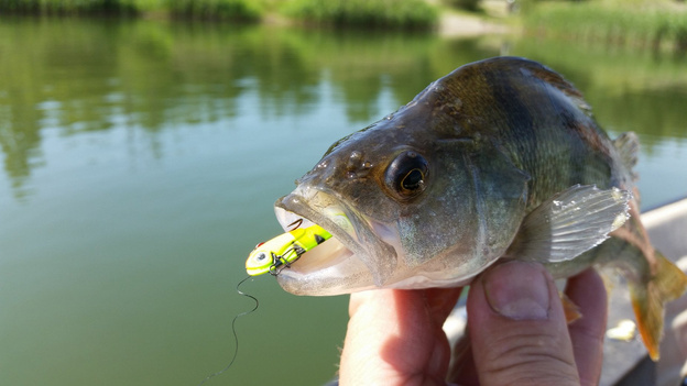 CYKADA SPINMAD UKLEJKA 2,5g