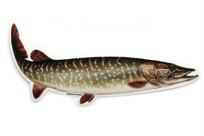 NAKLEJKA WĘDKARSKA JENZI - SZCZUPAK L-15cm