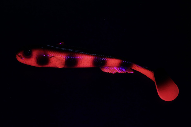 636 - SAVAGE GEAR GUMA 3D GOBY SHAD 1szt - RED BULLHEAD UV