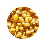 ZIARNA ZANĘTOWE GENLOG - KUKURYDZA SCOPEX