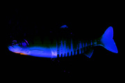 GUMA FOX RAGE JOINTED REPLICANT - UV STICKLEBACK