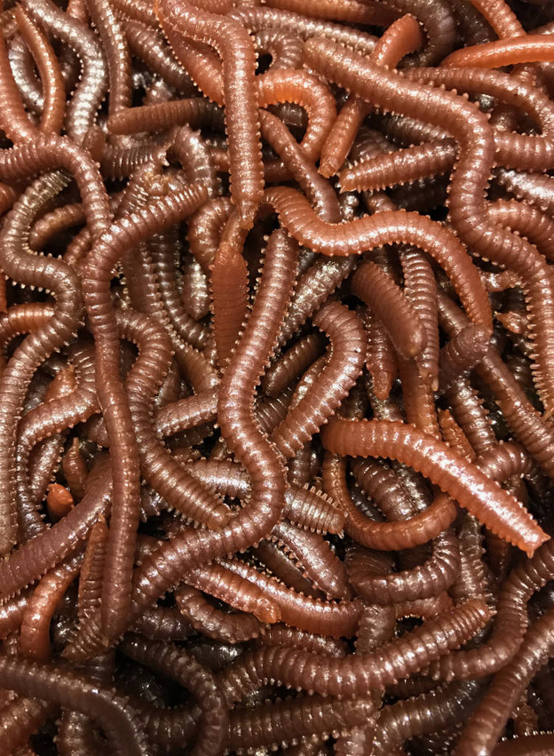 SZTUCZNA PRZYNĘTA JENZI TASTY GUMS TYP 4 - ROSÓWKA