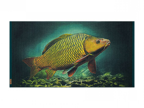 RĘCZNIK DRUKOWANY ZWOLTEX KARP GOTS 70x140cm