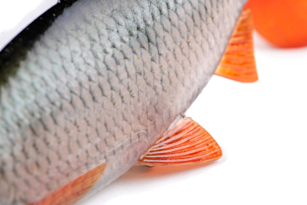 GUMA FOX RAGE ULTRA-REALISTIC ROACH REPLICANT 14cm/45g