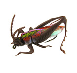 ZESTAW IMITACJI OWADÓW JENZI XL - 4szt