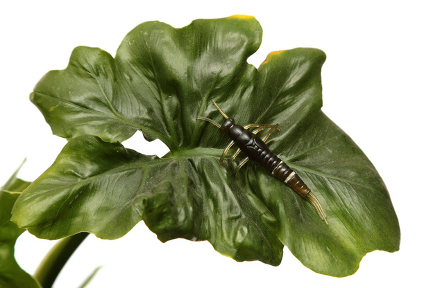 PRZYNĘTY SAVAGE GEAR LB 3D PVC MAYFLY NYMPH - GREEN