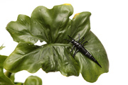 PRZYNĘTY SAVAGE GEAR LB 3D PVC MAYFLY NYMPH - BLACK