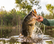 PRZYNĘTA SAVAGE GEAR HOP WALKER FROG - GILL