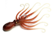 PRZYNĘTA SAVAGE GEAR 3D OCTOPUS - BROWN GLOW