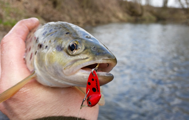 CYKADA SPINMAD ĆMA 2,5g