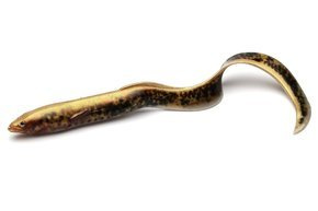 637 - SAVAGE GEAR GUMA 3D REAL EEL - LAMPREY PHP