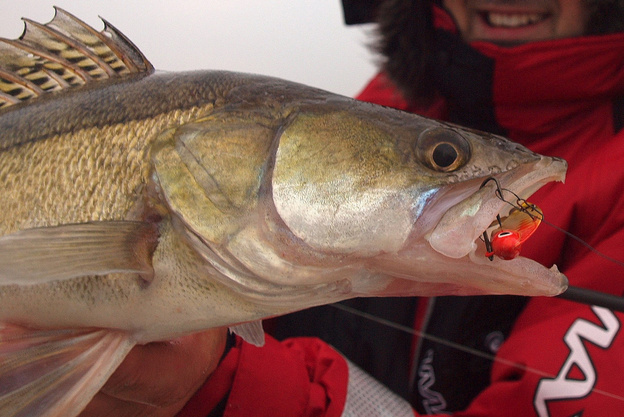 CYKADA SPINMAD KING 18g