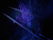 LATARKA CZOŁOWA Z CZUJMIKIEM RUCHU ANACONDA VIPEX UV-BLACKLIGHT