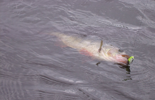 CYKADA SPINMAD HART 9g