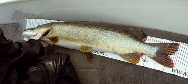 METRÓWKA WĘDKARSKA IRON CLAW 127cm