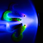 ZESTAW GUM FOX RAGE MICRO GRUB TAIL UV MIXED 8szt