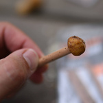 KOREK DO PRZYNĘT KARPIOWYCH UNDERCARP 8mm/5szt