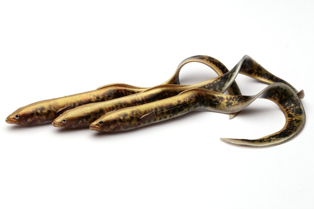 637 - SAVAGE GEAR GUMA 3D REAL EEL - LAMPREY PHP