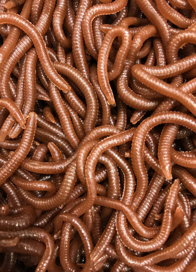 SZTUCZNA PRZYNĘTA JENZI TASTY GUMS TYP 4 - CZERWONY ROBAK