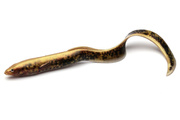 637 - SAVAGE GEAR GUMA 3D REAL EEL - LAMPREY PHP