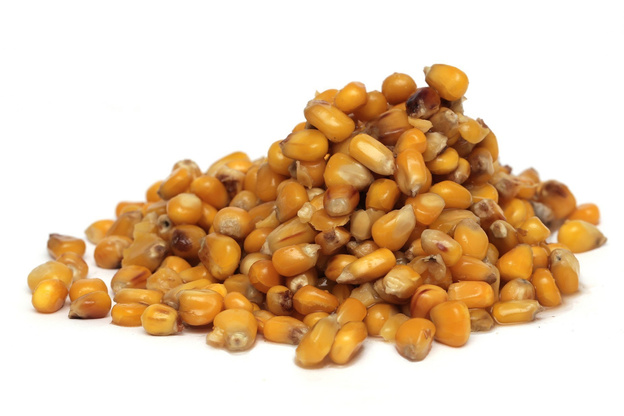 KUKURYDZA ZIARNA CARP OLD SCHOOL NATURAL 1000g