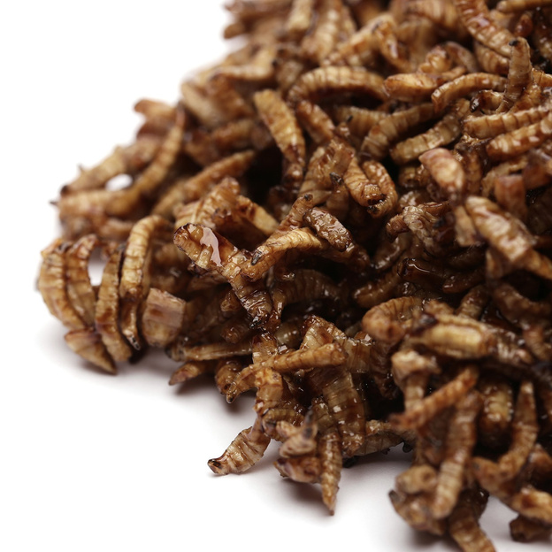 BIAŁY ROBAK SUSZONY W MELASIE AGRO INSEKT 250g